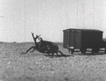 カブトムシの研究